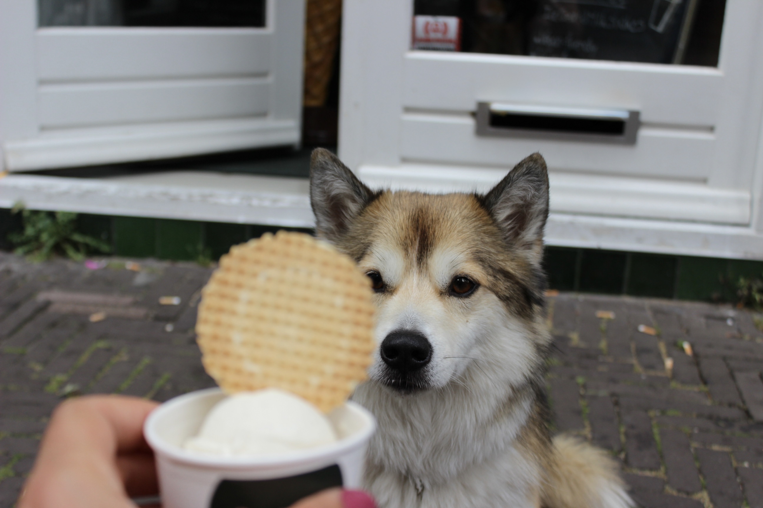 Een hond kijkt naar een bakje ijs met een stroopwafel